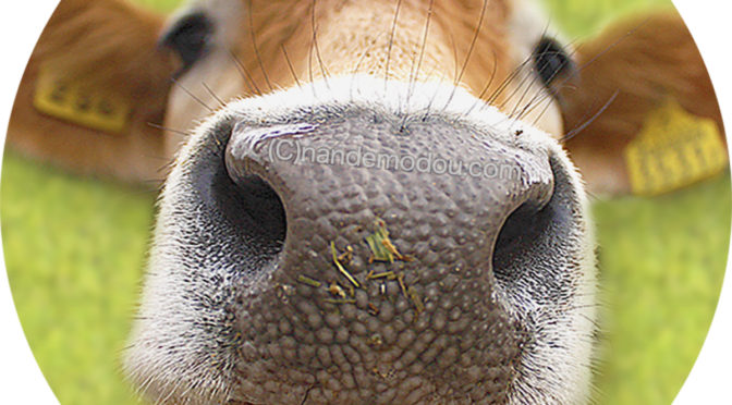 新作ゲームアプリ『マリオカート ツアー』が、9月25日に配信開始！ 事前登録の受付もスタート！